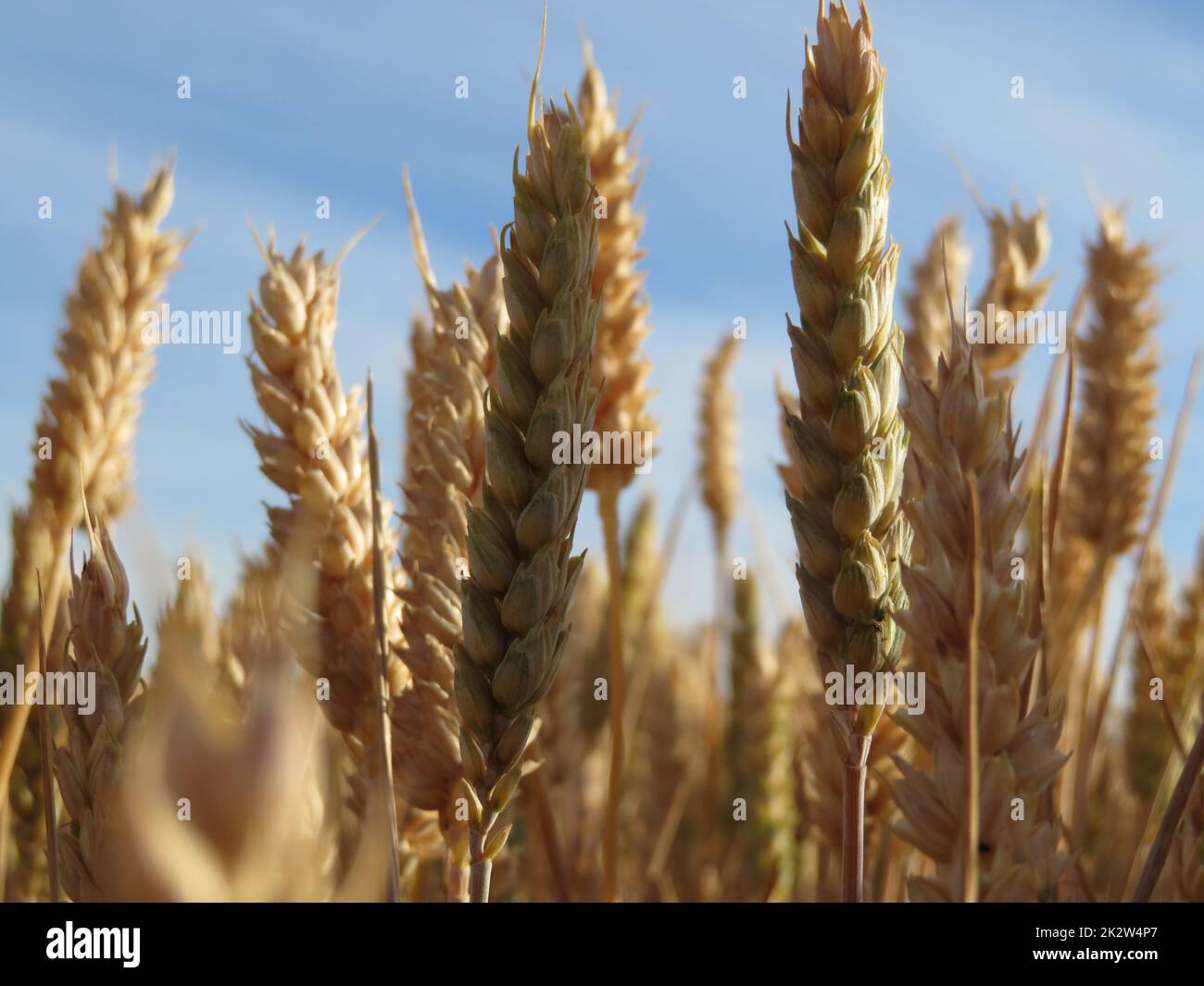 bel campo di cereali dorati dal sole pronti a raccogliere e macinare Foto Stock