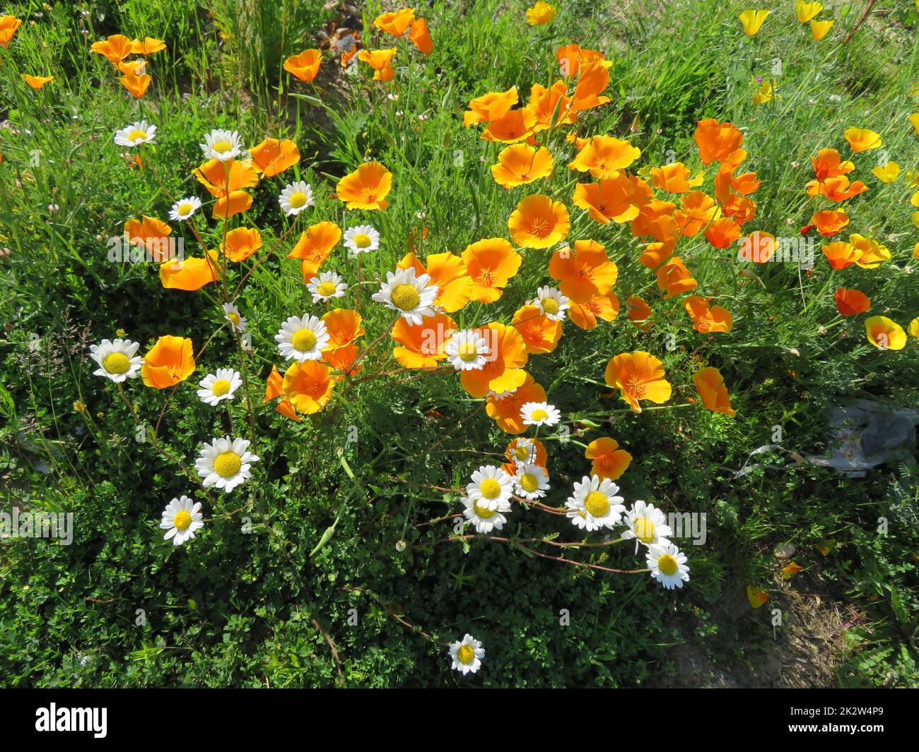 fiori piante naturali verdi paesaggi bella primavera colori diversi Foto Stock