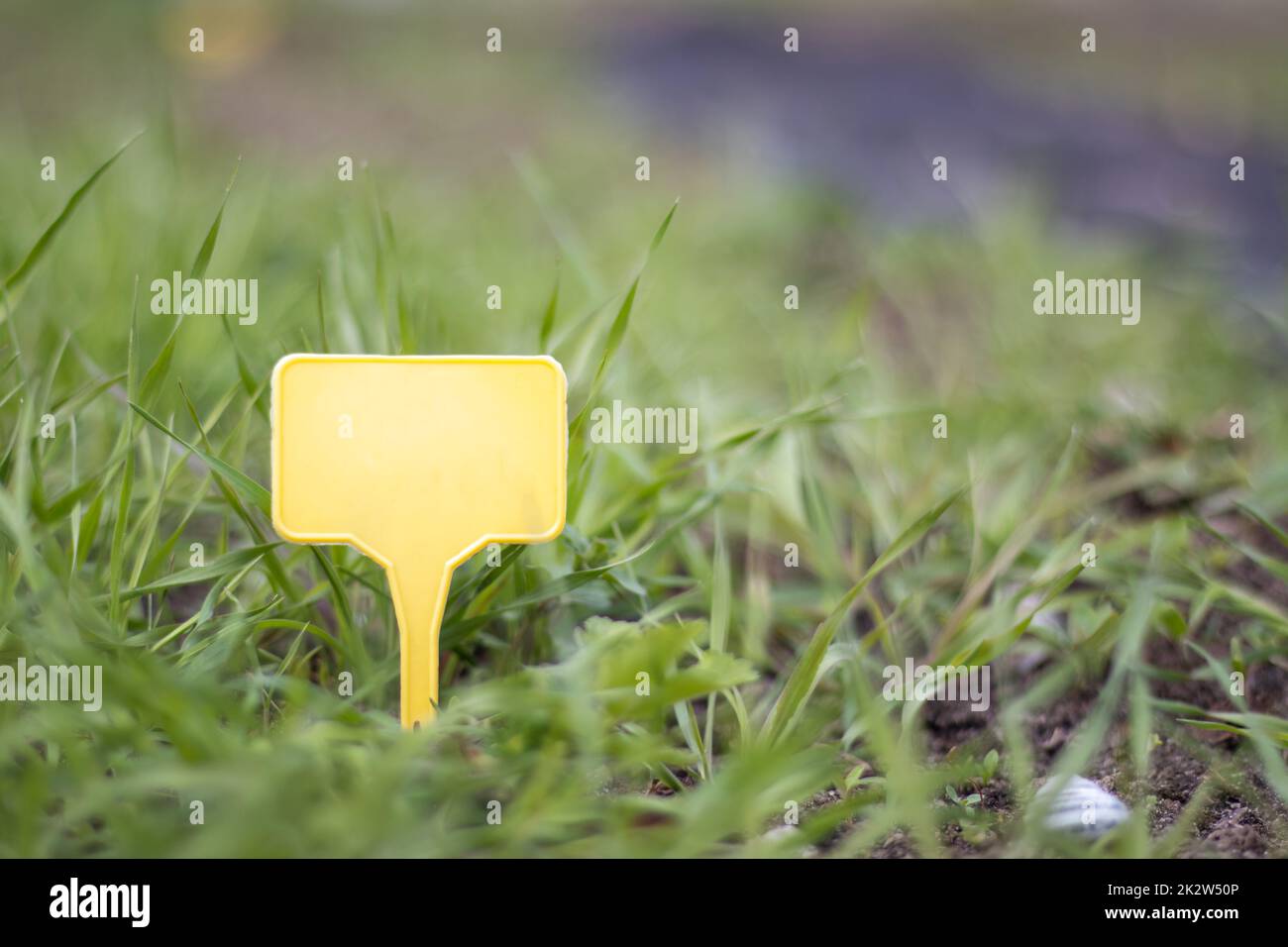 Un pennarello giallo in plastica per giardino che indica una pianta nel giardino. Etichetta giardino per marcatura. Una piastra riutilizzabile è progettata per visualizzare le informazioni sui raccolti piantati. Foto Stock