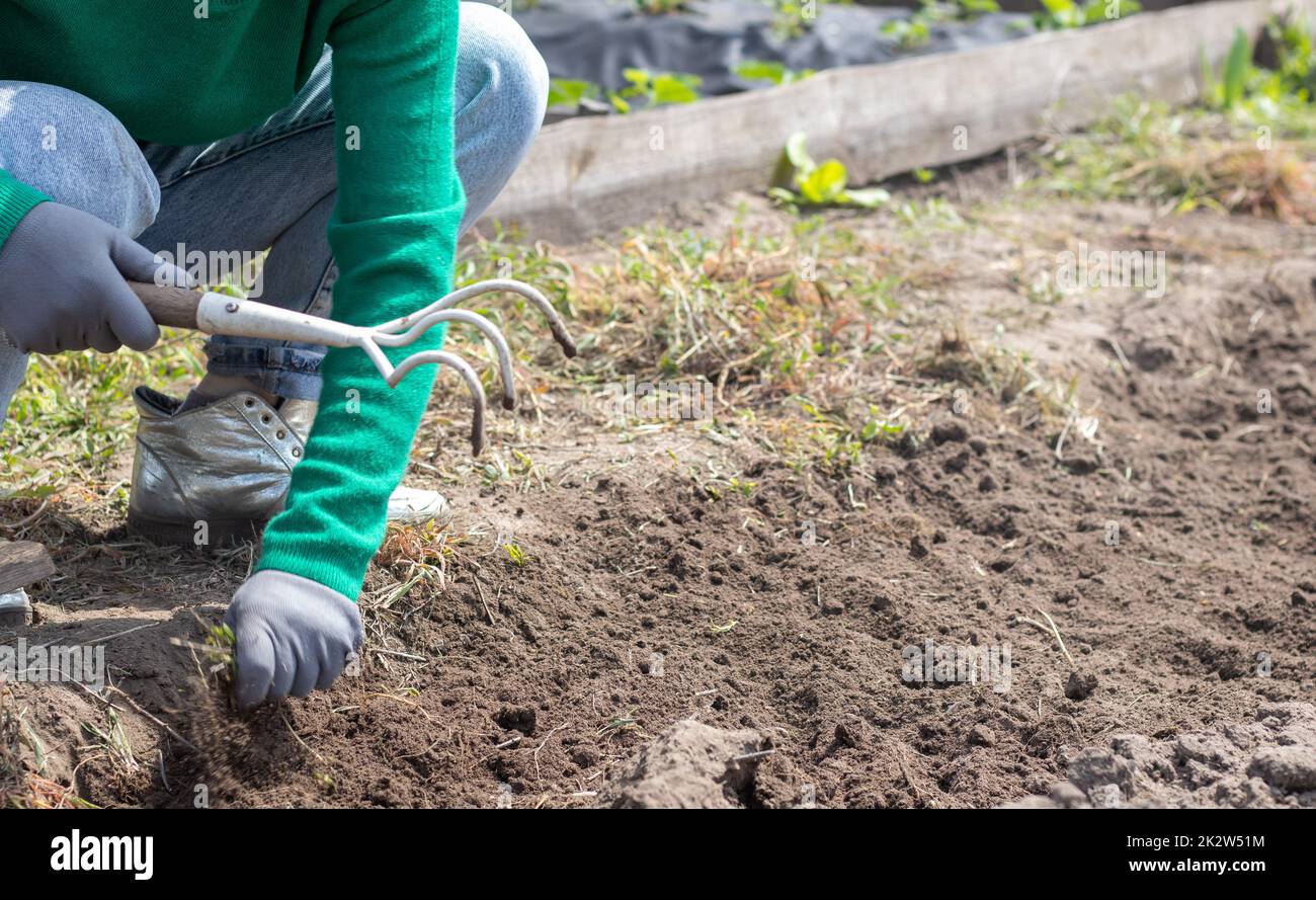 Una donna pulisce le erbacce nel giardino. Pulizia primaverile in fattoria. Messa a fuoco selettiva. Erbacce. Vista di una donna che indossa le erbacce in giardino in una calda giornata estiva, preparazione del terreno. Foto Stock