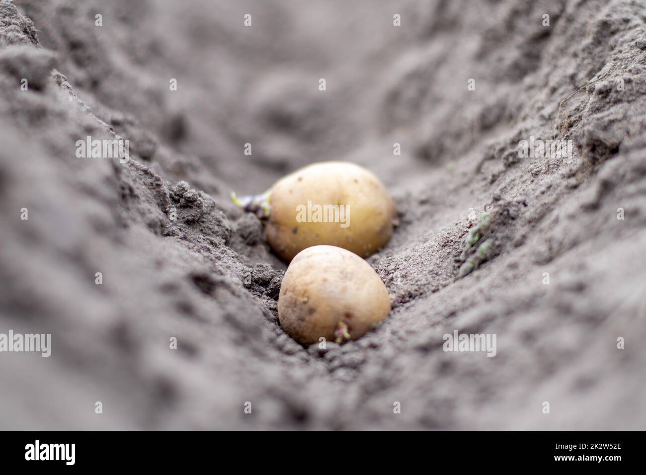 Tuberi di patata germogliati nella terra quando piantando. Messa a fuoco selettiva. Preparazione primaverile per la stagione del giardino. Tuberi di patata primo piano in un buco nel terreno. Patate da semina. Lavori stagionali. Foto Stock