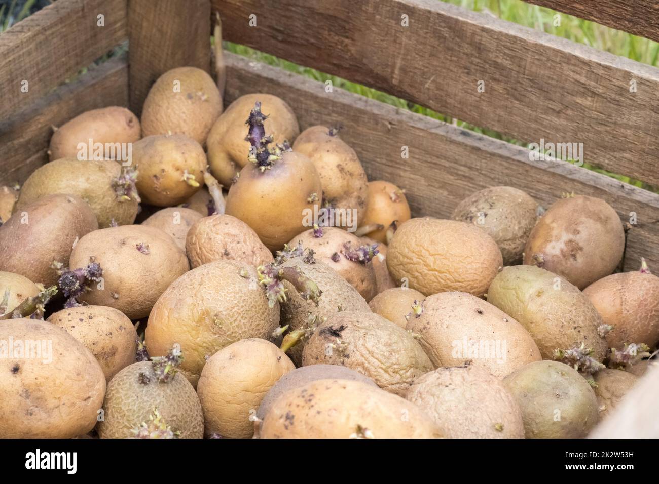 Patate da piantare con germogli germogliati in una scatola di legno. Germogliato patate da seme vecchie. Tuberi di patata giovani pianta. Il concetto di agricoltura e giardinaggio, la coltivazione e la cura di ortaggi. Foto Stock