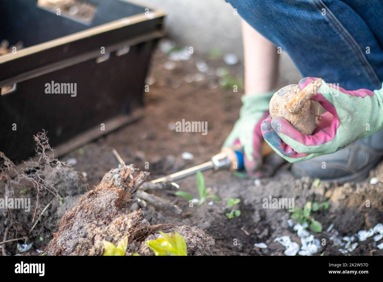 Una donna giardiniera pianta un rhizome dahlia nel terreno nel giardino. Piantare un tubero di fiori di dahlia in un giardino di fiori primaverili. Giardinaggio con tuberi di fiori. Dahlias crescente, giardinaggio. Foto Stock
