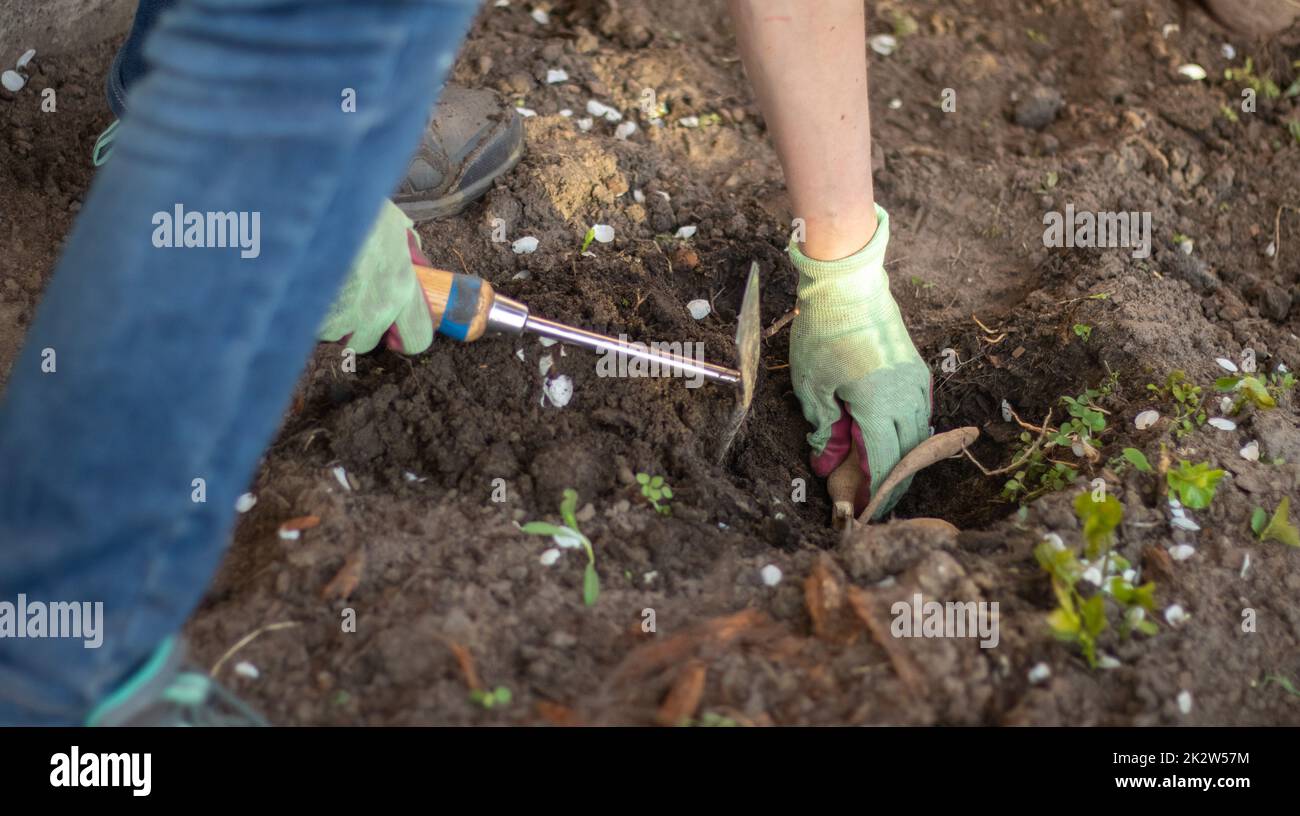 Piantare un tubero di dahlia in un giardino di fiori primaverili. Lavorare con le piante in giardino. Giardinaggio con tuberi di fiori. Radici buone di una pianta di dahlia. Mani di una donna giardiniera in un giardino in guanti. Foto Stock