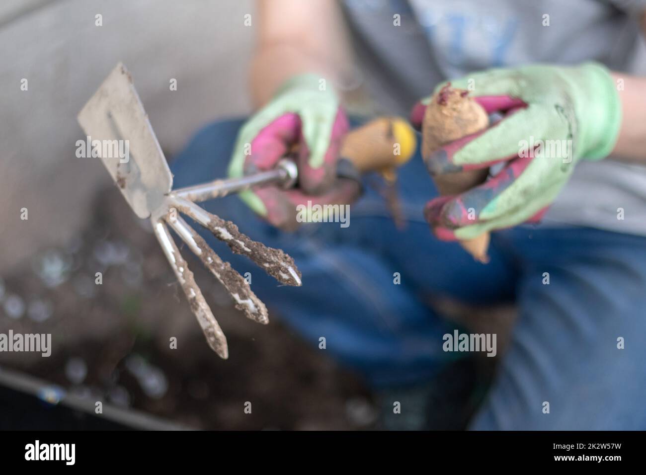 Una donna giardiniera pianta un rhizome dahlia nel terreno nel giardino. Piantare un tubero di fiori di dahlia in un giardino di fiori primaverili. Giardinaggio con tuberi di fiori. Dahlias crescente, giardinaggio. Foto Stock