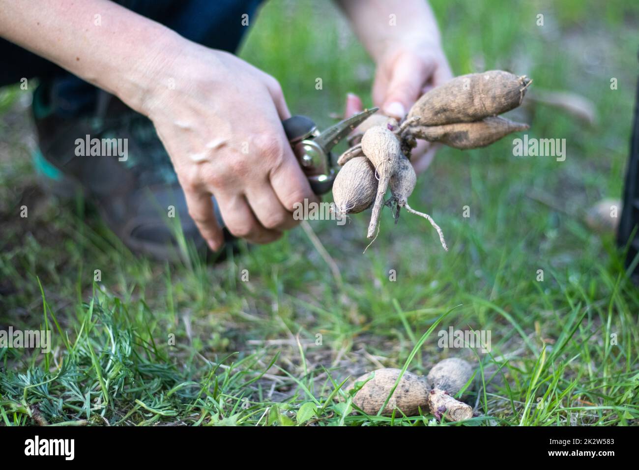 Il giardiniere ordina i tuberi dahlia. Cura della radice della pianta. Dahlia tuberi sul terreno prima di piantare. Piantare un tubero di dahlia germogliato con germogli in un giardino di fiori primaverili. Foto Stock