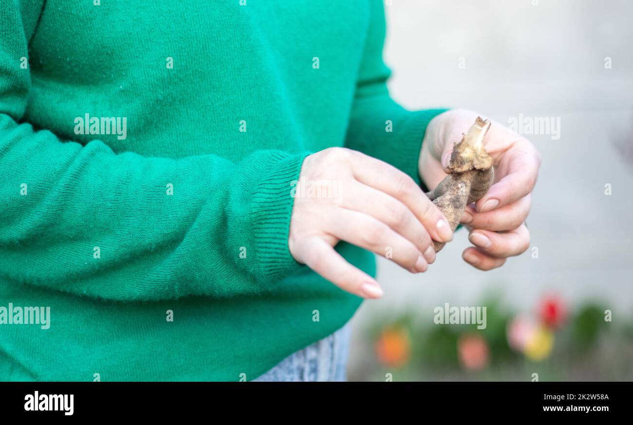 Una donna giardiniera pianta un rhizome dahlia nel terreno nel giardino. Piantare un tubero di fiori di dahlia in un giardino di fiori primaverili. Giardinaggio con tuberi di fiori. Dahlias crescente, giardinaggio. Foto Stock