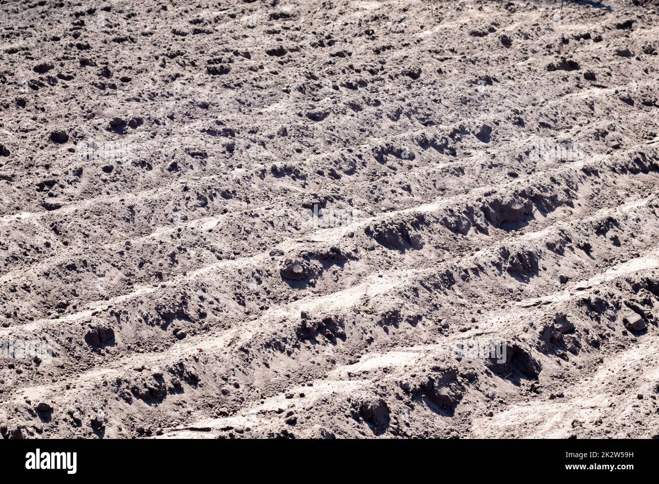 Lunghe file piatte, solchi, tumuli di patate appena piantate in un orto rurale. Un campo con diverse file di patate piantate in primavera, dopo la semina. Campo appena arato. Foto Stock