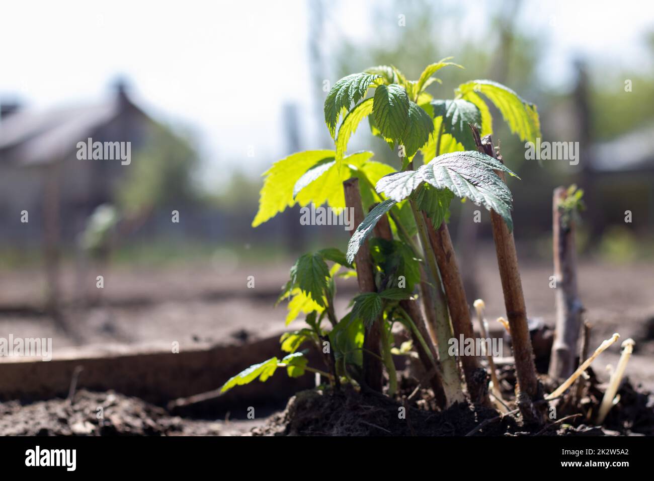 Piccolo cespuglio di lamponi giovane nella terra. Concetto di giardinaggio. Piantando piante di lampone in primavera. Germoglio di un bush di bacche in luce del giorno luminoso in primavera. Coltivazione di lamponi in un frutteto o giardino. Foto Stock