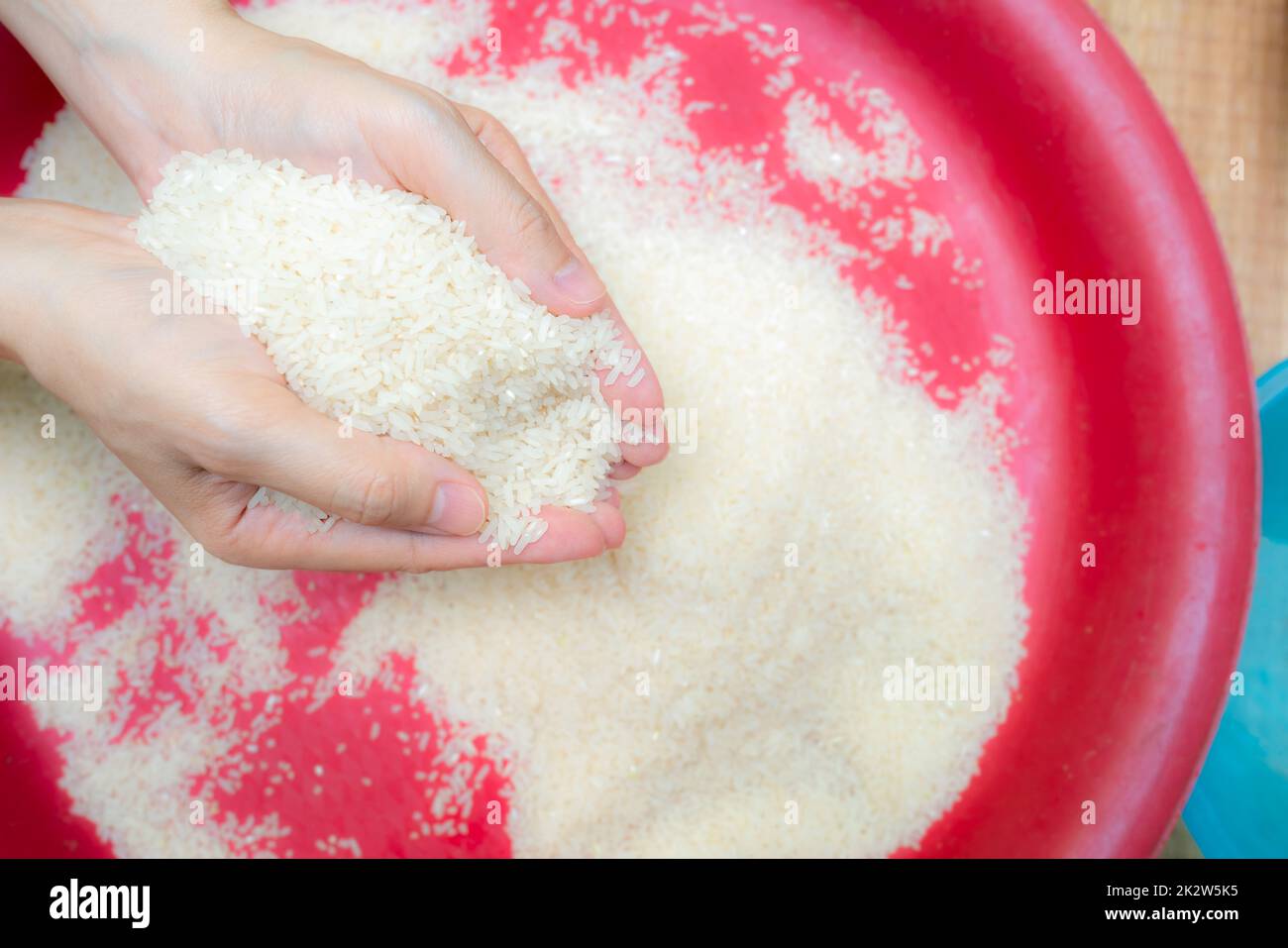 Donna che tiene il riso sopra il vassoio di plastica rosso Crisi alimentare globale. Riso bianco macinato crudo. Grano di cereale organico. Prezzo del riso sul mercato mondiale. Prodotto mondiale per concetto di riso. Zakat e la carità. Foto Stock