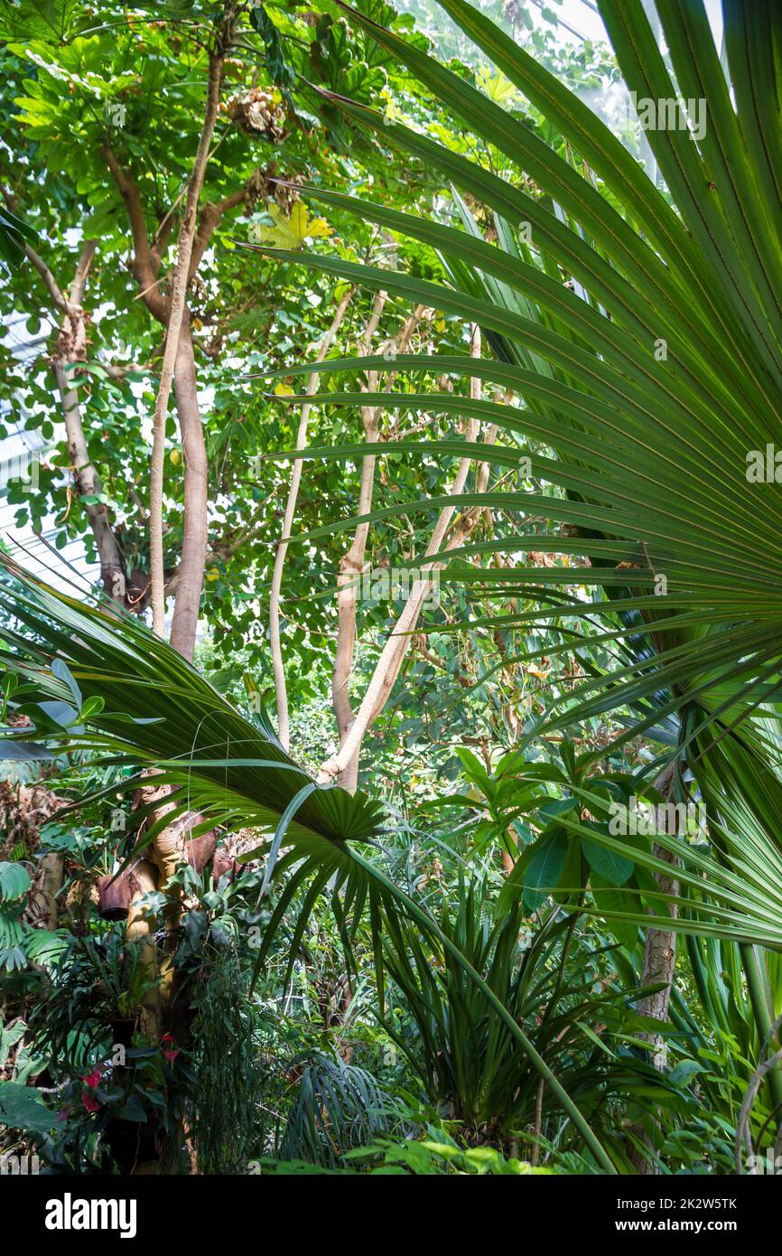 Giungla tropicale sfondo foresta Foto Stock