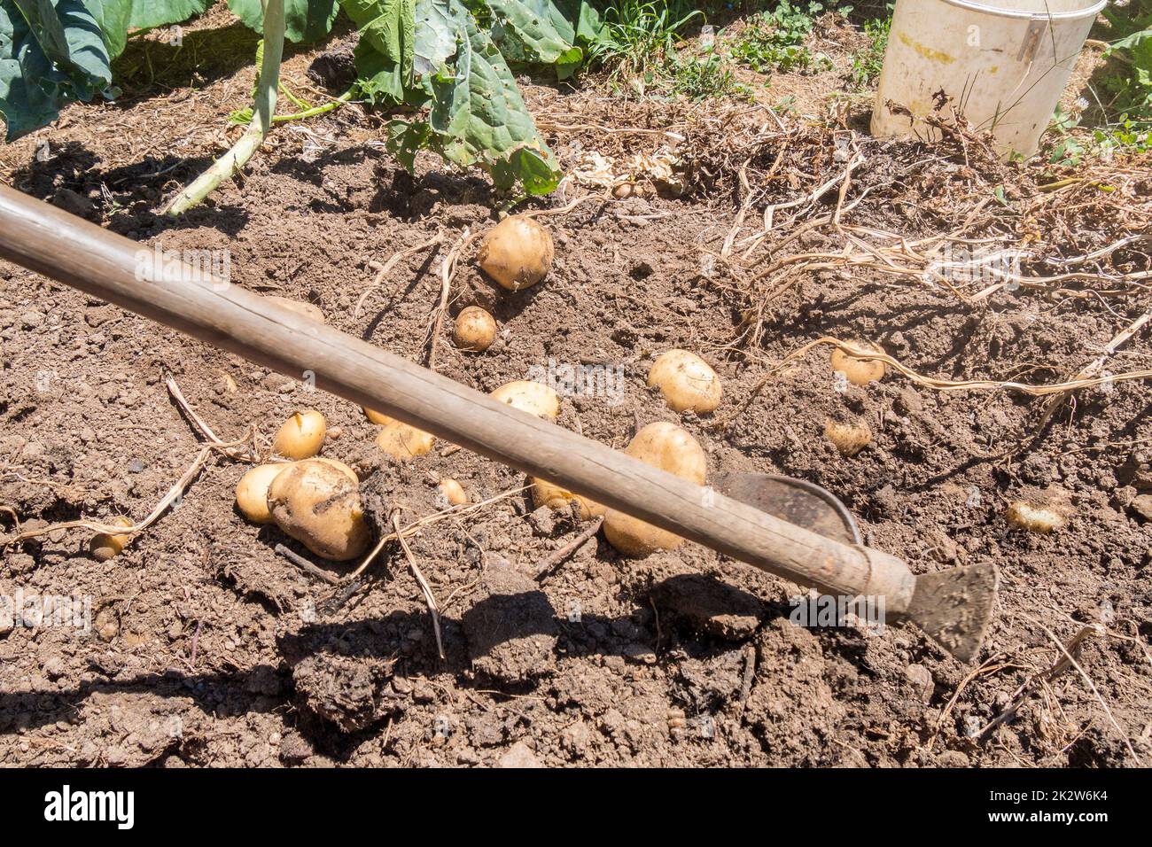 Raccogliendo il raccolto di patata ancora sulla terra Foto Stock