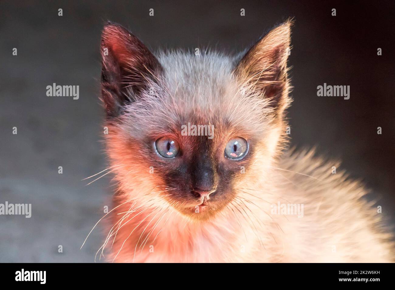 Testa di gatto cucciolo dagli occhi blu con un gattino curioso e delizioso Foto Stock