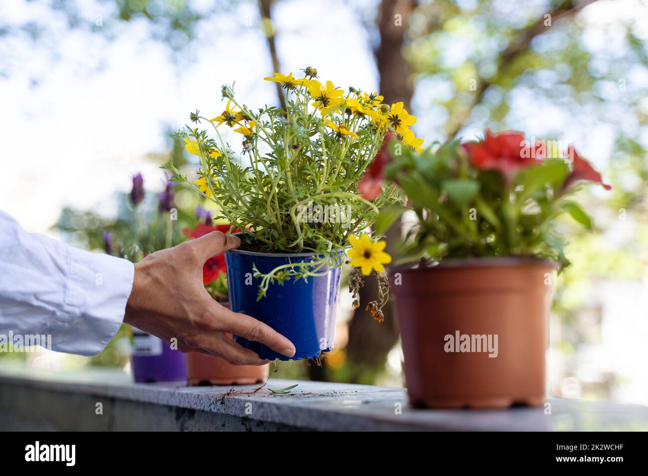 mani di donna che organizzano vasi di fiori sul balcone Foto Stock