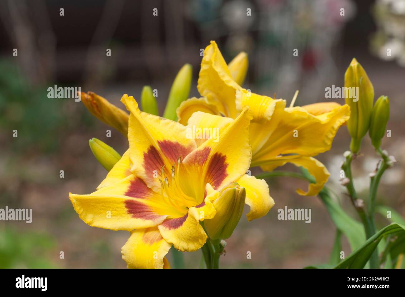 Gigli gialli in fiore in giardino, primo piano su colpo Foto Stock