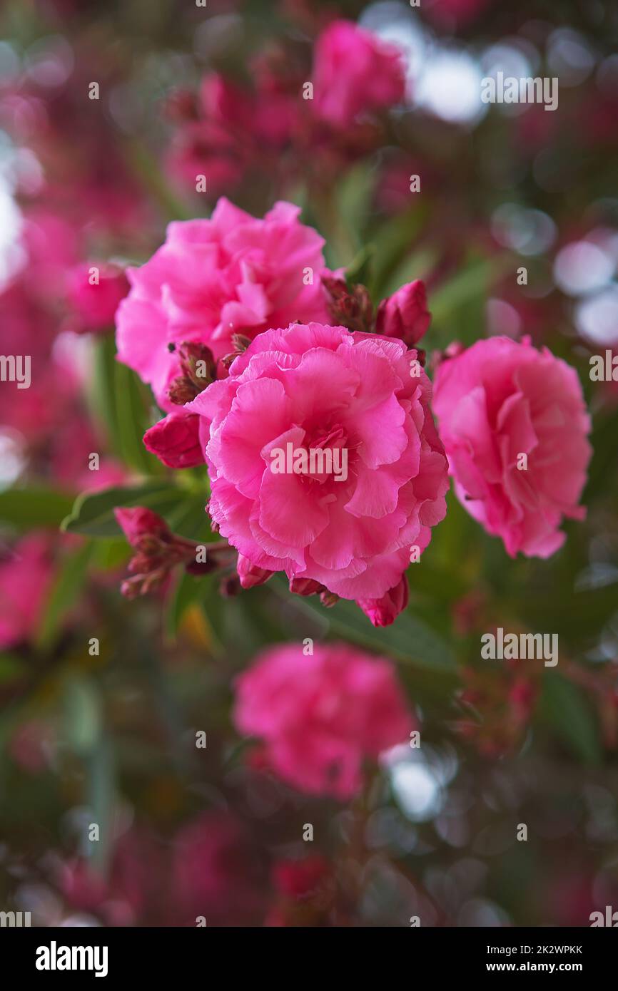 Fiori nazionali rosa che fioriscono in Turchia Foto Stock
