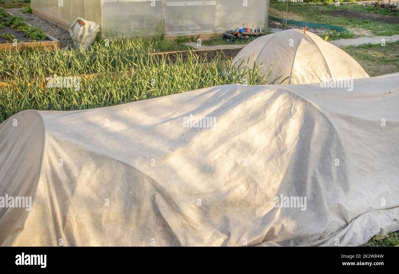 Giovani pianta crescente di vegetali nei letti sotto il materiale di copertura, spunbond. La tecnologia della conservazione del calore nella serra, il concetto di agricoltura Foto Stock