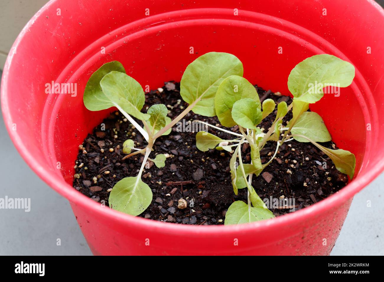Foglie piantine vegetali che crescono nel terreno di potting in piantatrice rossa Foto Stock