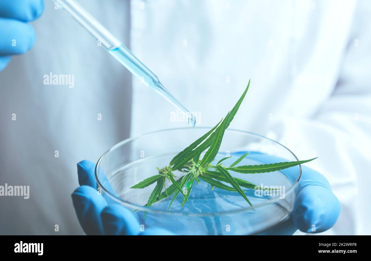 Ricercatore con provette per analisi chimiche da laboratorio in vetro con liquido per analisi, medicina, farmaceutica e ricerca scientifica. Foto Stock