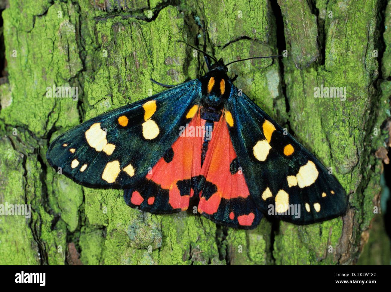 Falena di tigre scarlatta, Panaxia dominula, una falena colorata Foto Stock