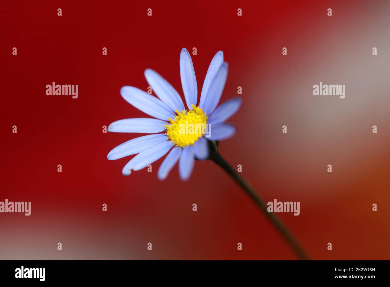 Decorare con fiori commestibili immagini e fotografie stock ad alta  risoluzione - Alamy