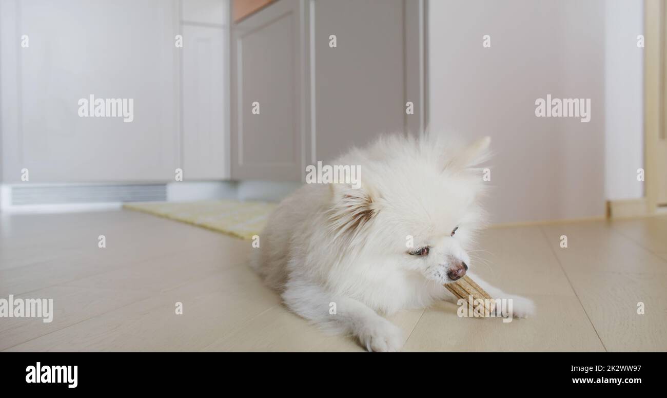 Trattamento da masticare per cani Pomeraniani per denti puliti e gengive sane Foto Stock