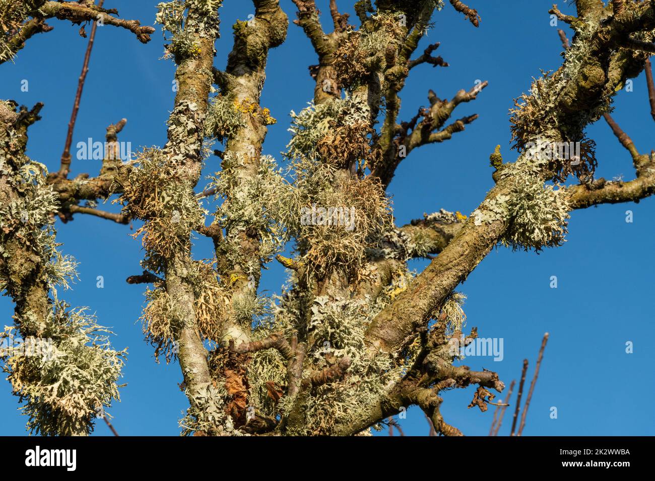 Oak Moss su un vecchio melo, Burwash, East Sussex, Inghilterra. Evernia prunastri Foto Stock