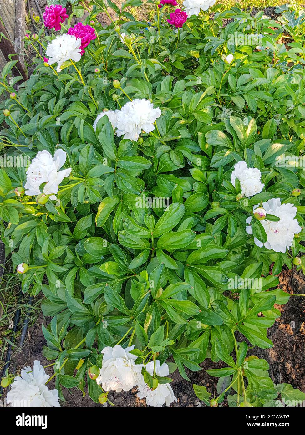 Ci sono molti fiori di peonie bianche sullo sfondo verde del cespuglio. Sfondo floreale con spazio da copiare Foto Stock