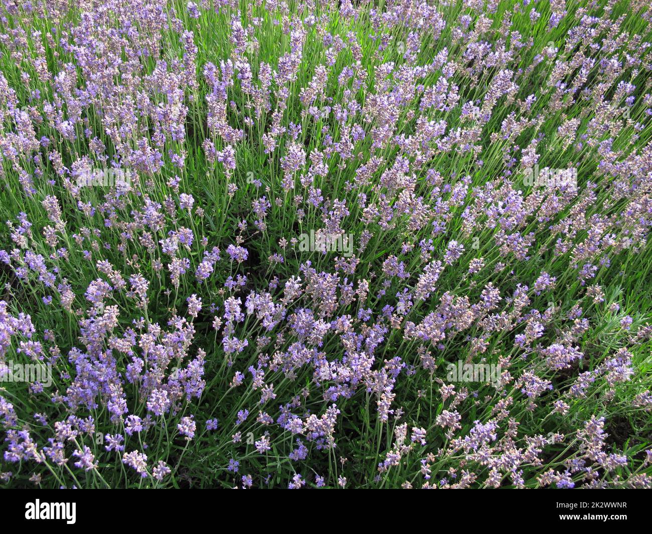 Lavanda quasi sbiadita in un letto di fiori Foto Stock