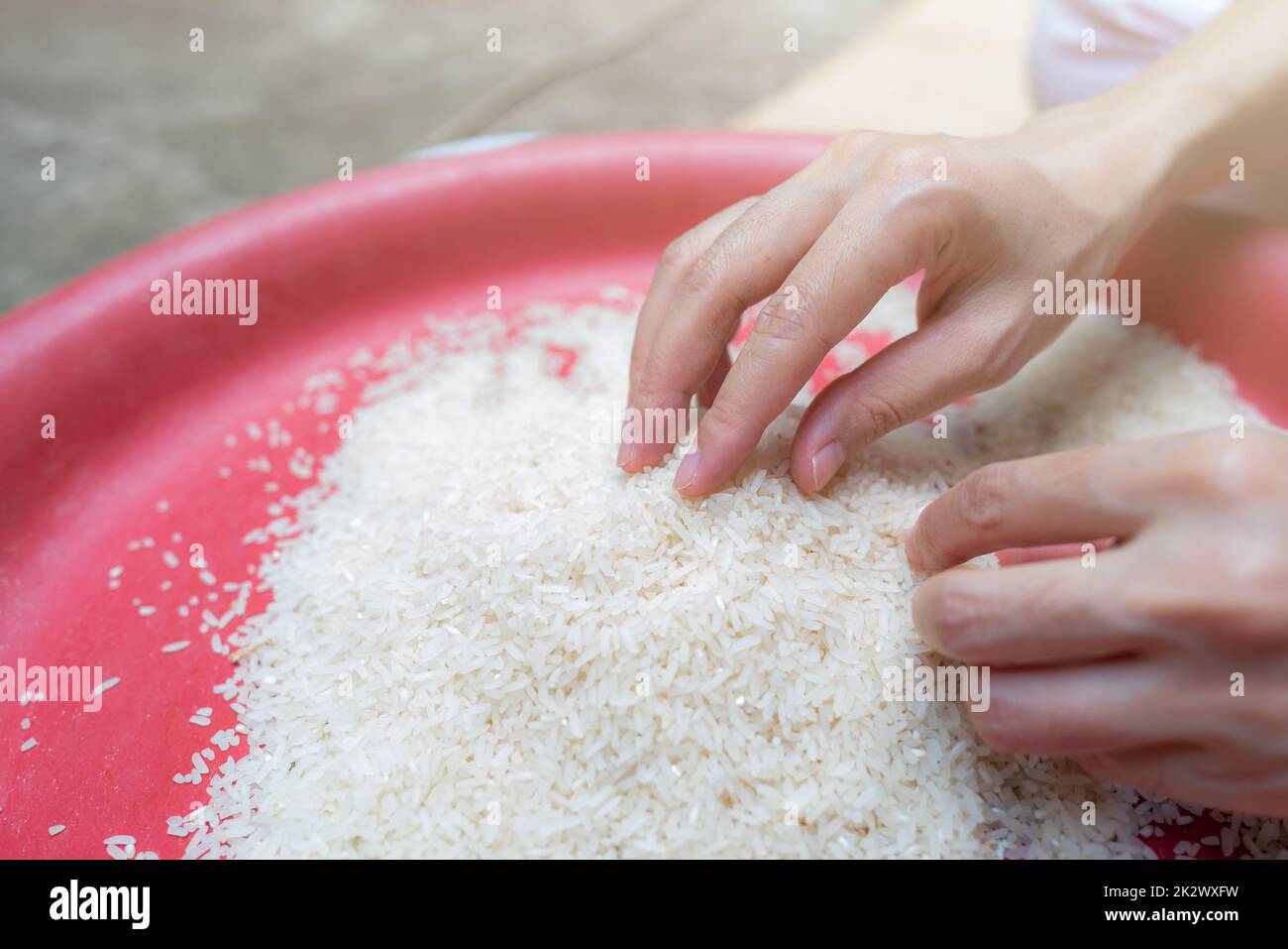 Donna che tiene il riso in vassoio di plastica Riso bianco macinato crudo. Prezzo del riso sul mercato mondiale. Prodotto mondiale per concetto di riso. Zakat e la carità. Concetto di crisi alimentare globale. Grano di cereale organico. Foto Stock