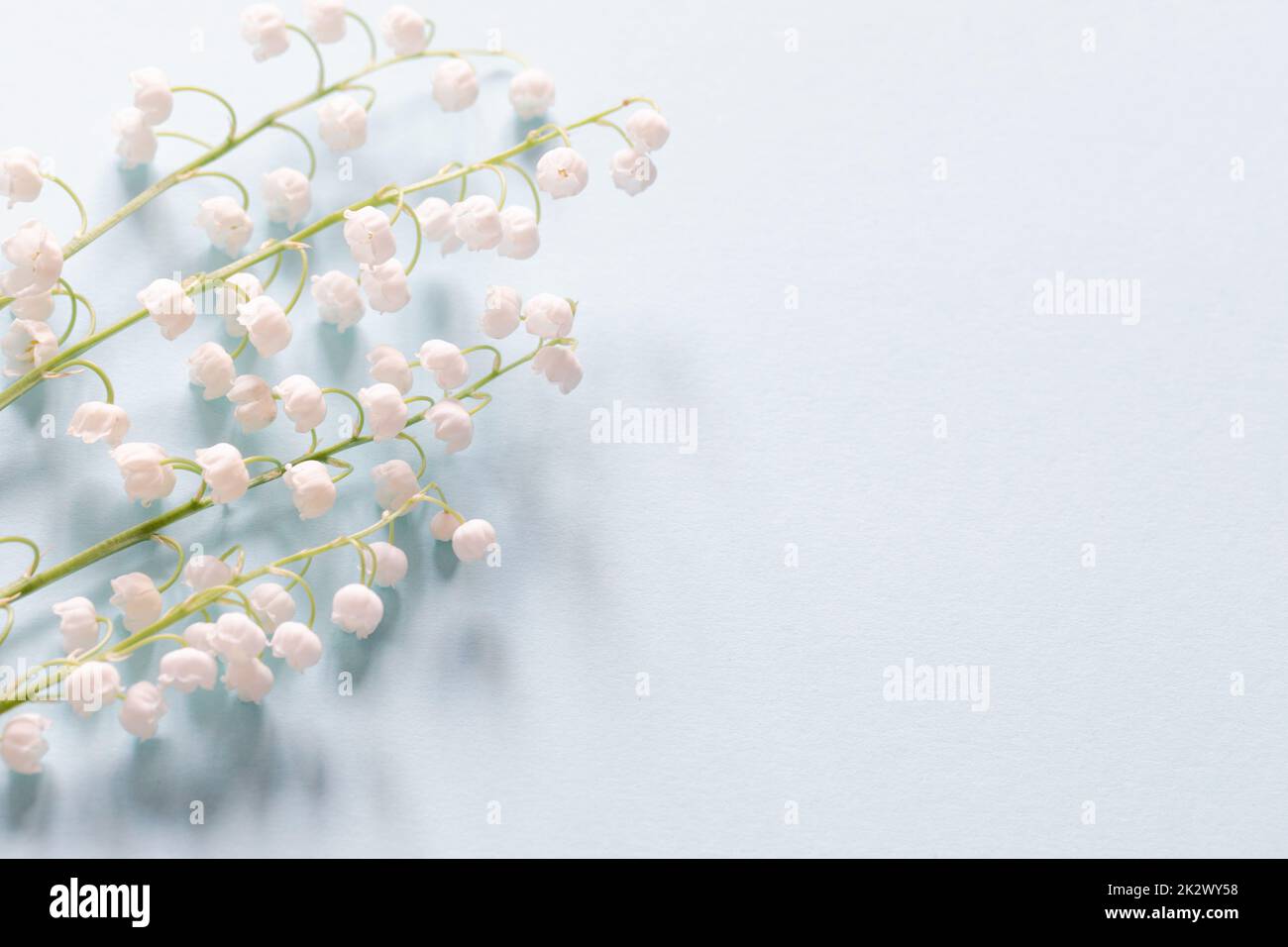 gigli dello sfondo della valle. sfondo elegante con fiori su sfondo azzurro chiaro Foto Stock