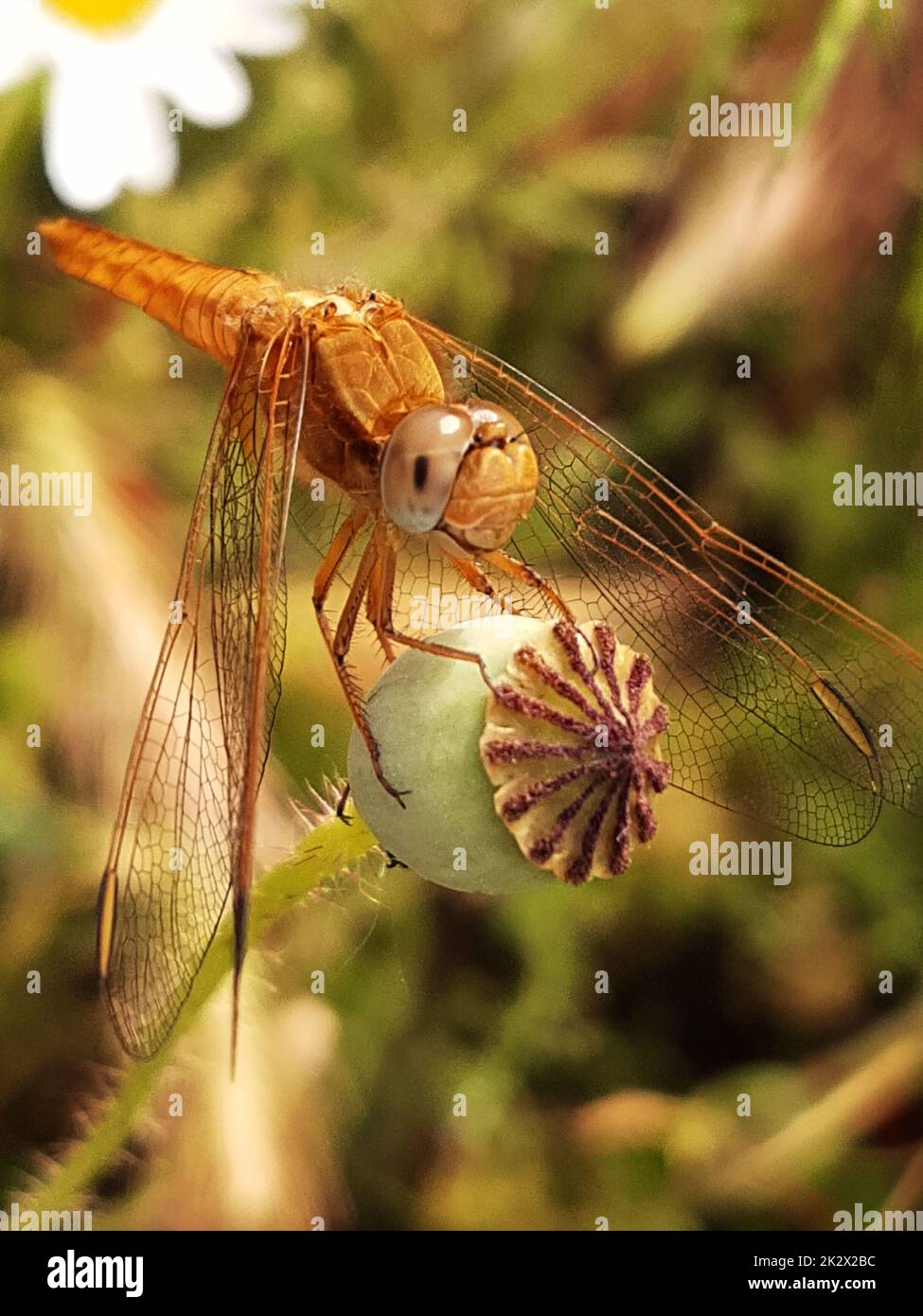 Dragonfly sulla testa di papavero Foto Stock