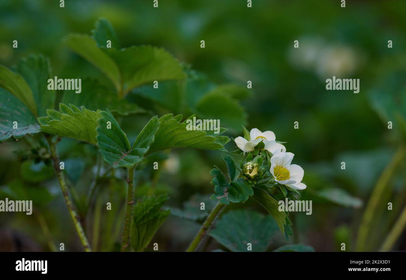 Cespuglio di fragole con foglie verdi e fiori bianchi in orto, frutticoltura Foto Stock