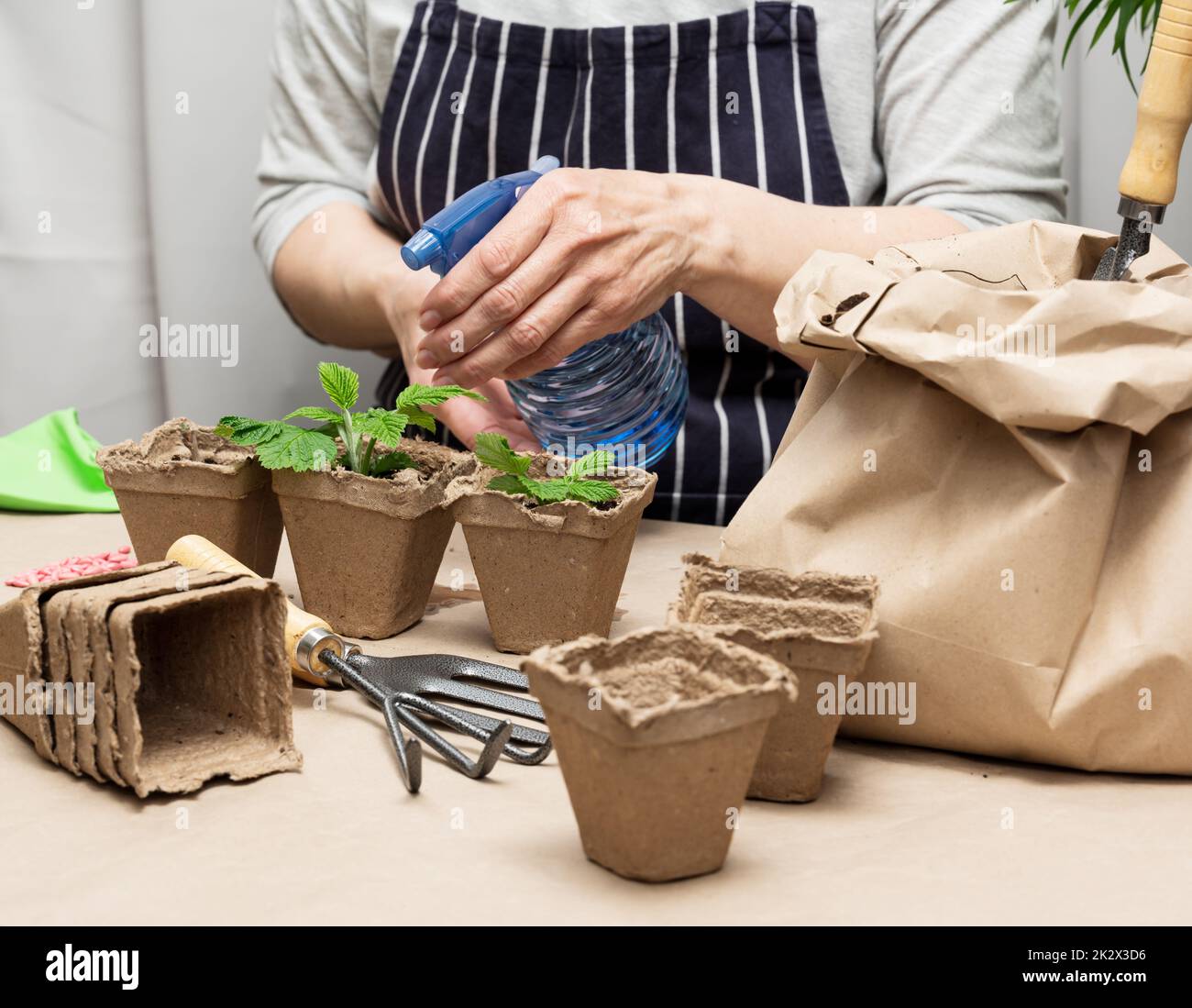 Una donna a casa innaffia piante in tazze di carta. Coltivando piante e verdure a casa Foto Stock