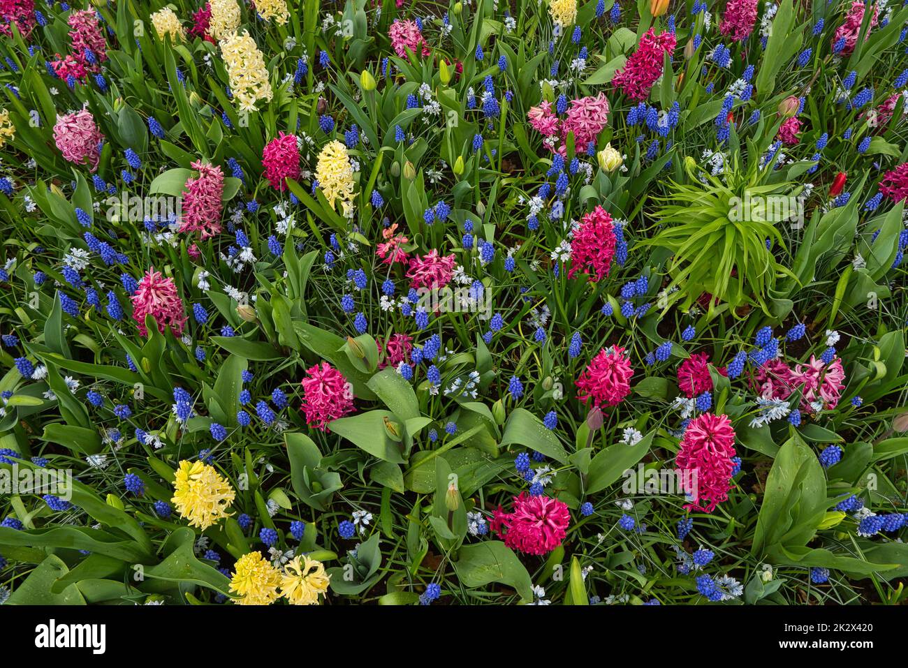 Letto di fiori con fiori in diversi colori Foto Stock