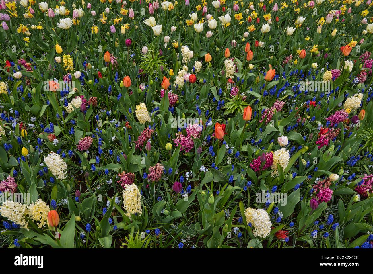 Prato fiorito con fiori in diversi colori Foto Stock