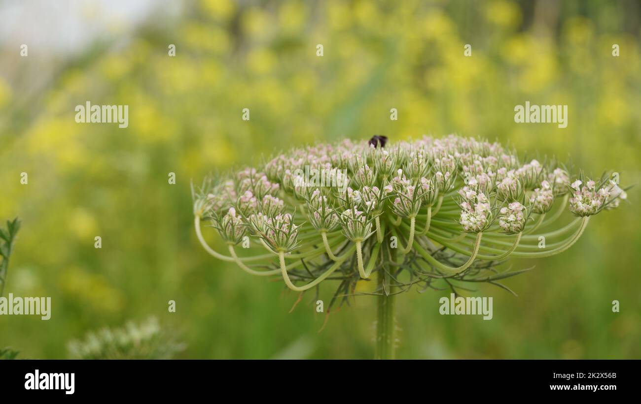 Carota selvaggia - carota daucus fiore in un prato Foto Stock