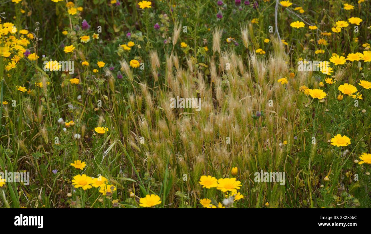 Prato di primavera con crisantemi selvatici gialli in fiore e soffice segale . Foto Stock