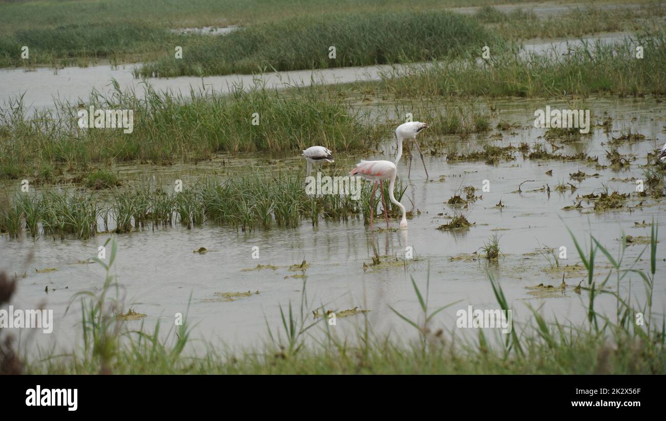 Fenicottero rosa pesca in una palude verde. Migrazione Red flamingo uccelli che si nutrono in palude terra. Foto Stock