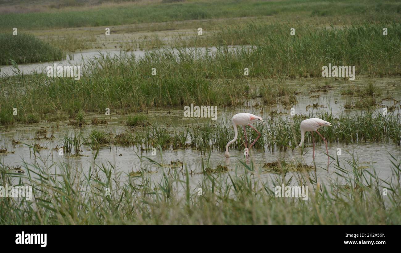 Fenicottero rosa pesca in una palude verde. Migrazione Red flamingo uccelli che si nutrono in palude terra. Foto Stock