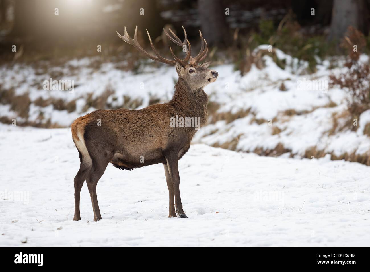 Testa di presa del cervo rosso con corna in alto e con un aspetto curioso in inverno Foto Stock
