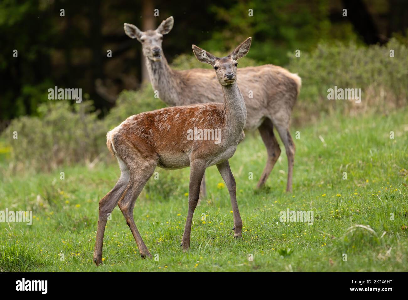 Madre cervo rosso che guarda sopra il suo pegno su una glade verde nella natura primaverile Foto Stock