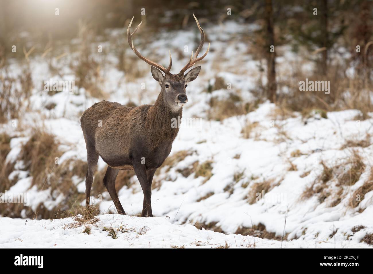 Foto orizzontale di cervo rosso su una glade coperta di neve con spazio per la copia Foto Stock