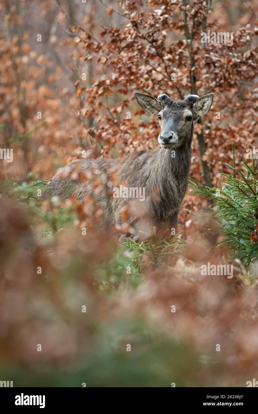 Cervi rossi celati in un faggetto con nuove formiche in crescita Foto Stock