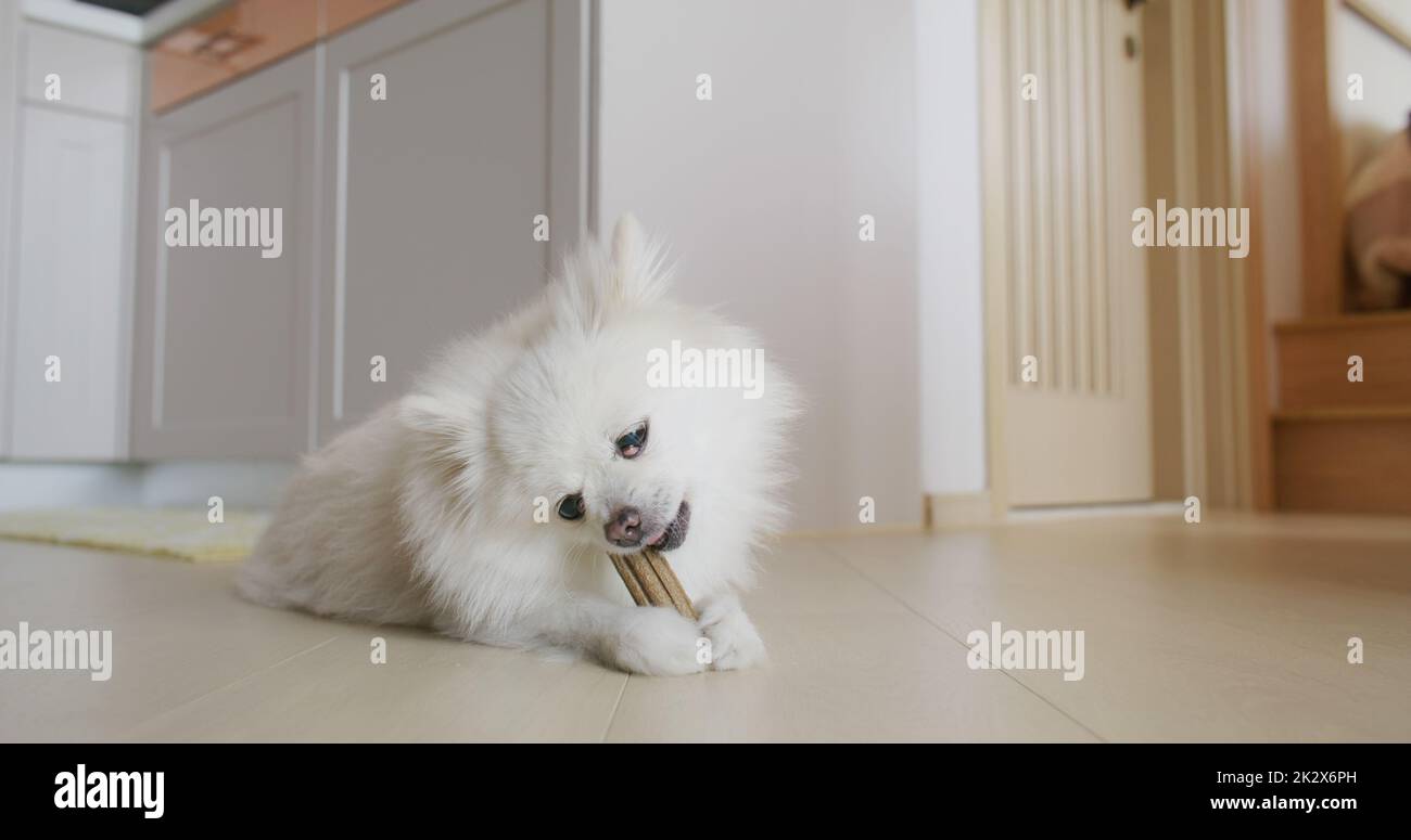 Trattamento da masticare per cani Pomeraniani per denti puliti e gengive sane Foto Stock