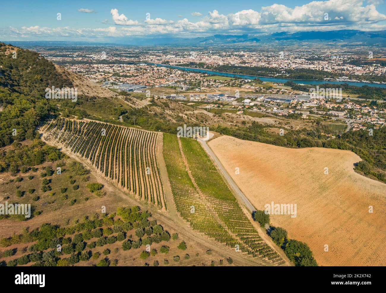 Foto panoramica aerea dei vigneti in fase di maturazione durante la stagione estiva. Uve bianche destinate al vino. Alcune settimane prima del raccolto. Campi d'uva Foto Stock