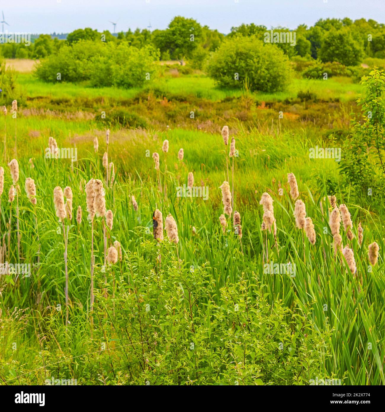 Germania nord prato foresta erba muschio natura paesaggio panorama Germania. Foto Stock