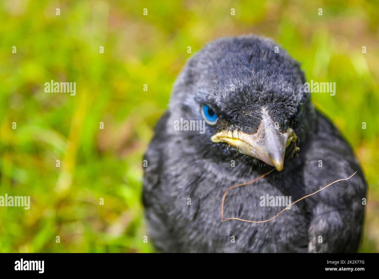 Jackdaw corvo nero con occhi blu seduti in erba verde. Foto Stock