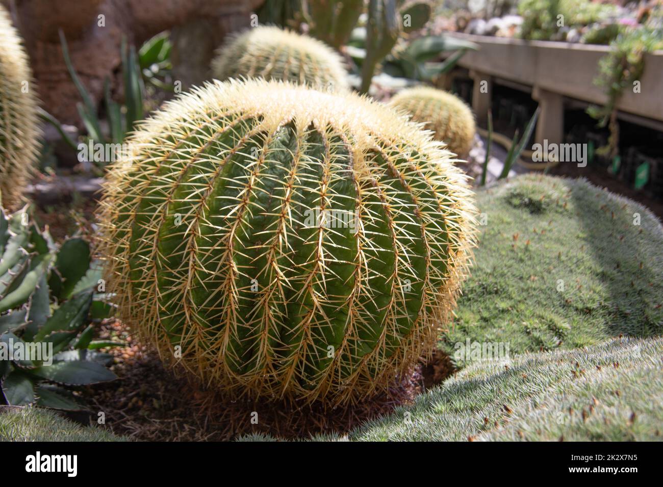 sede della suocera Foto Stock