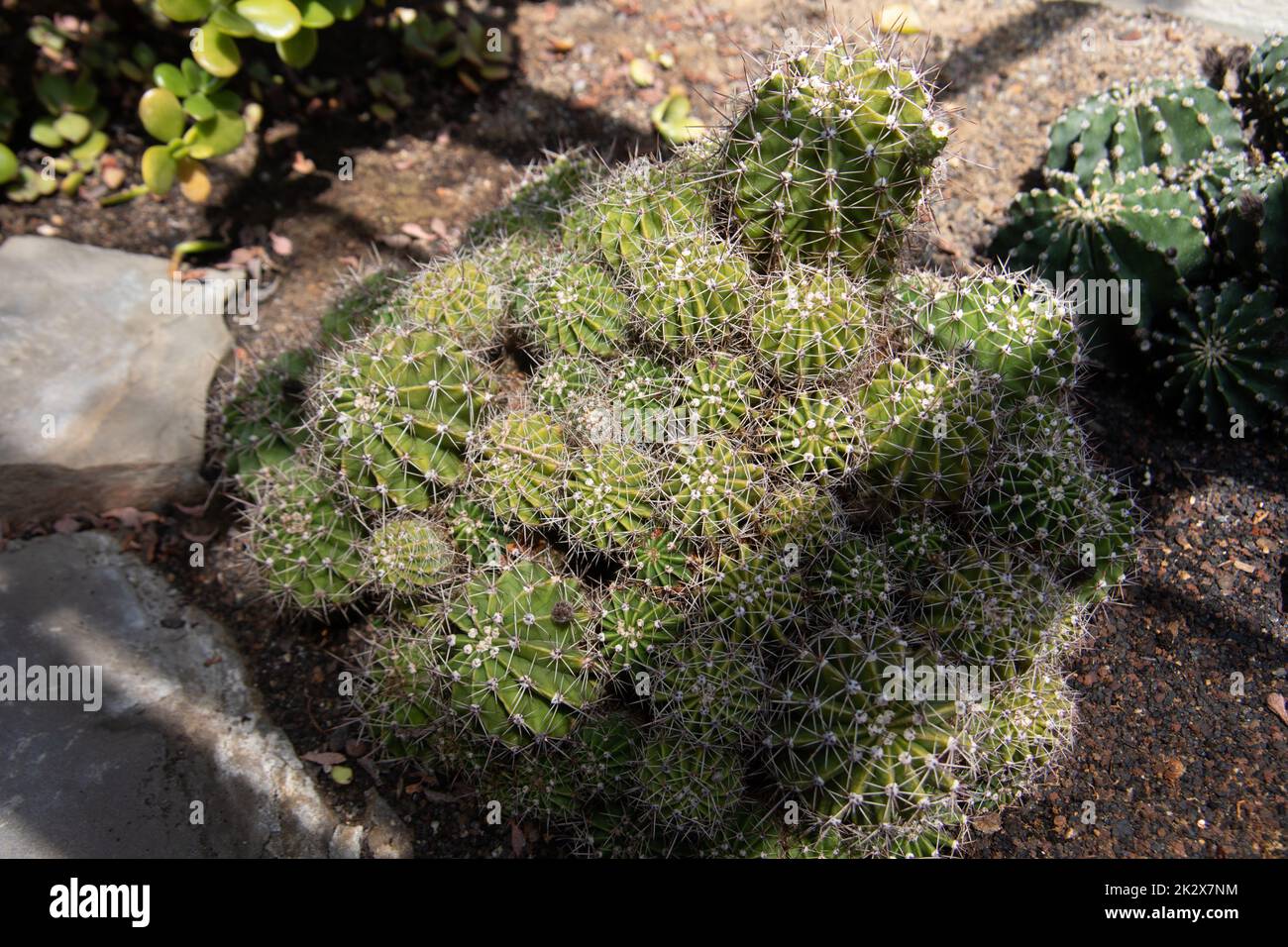 dessert con cactus verde Foto Stock